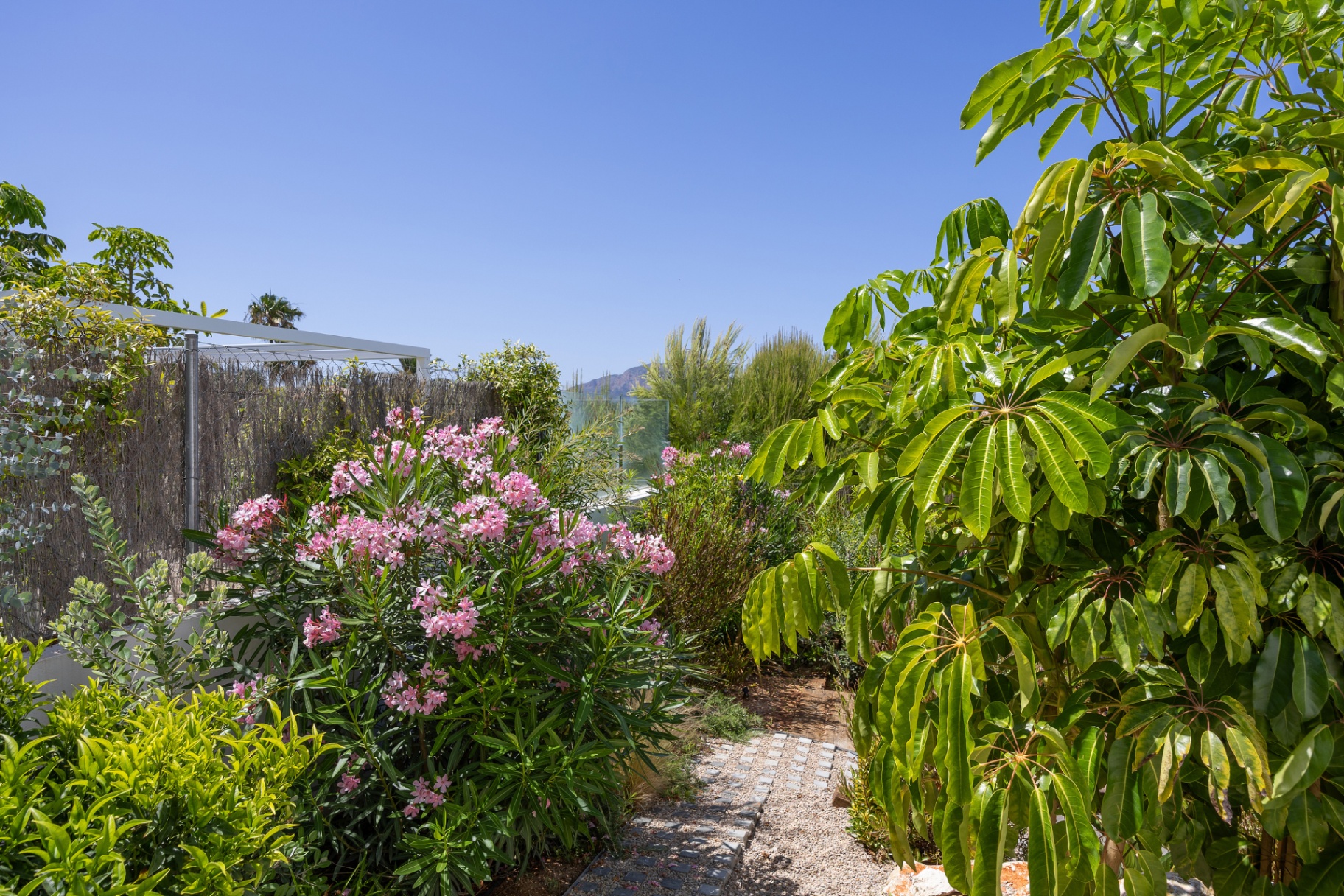 Bloeiende oleander en groene beplanting in tuin
